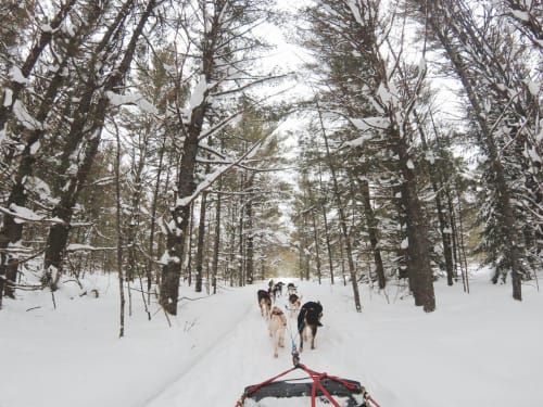 chiens de traîneaux poussant une luge au milieu des mélèzes pleins de neige 