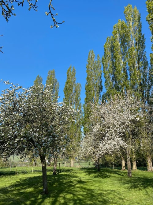 Voorjaarsfruitboomgaard van Domaine de Blanvatel met bloeiende fruitbomen en populieren in Saint Pierre en Auge