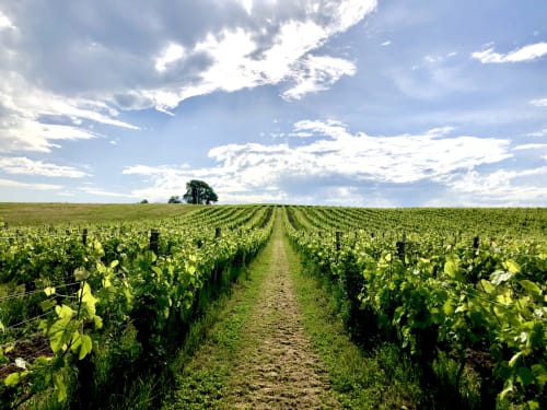 Les rangées de vignes s'étendent vers un chêne solitaire sous un ciel nuageux à Gondrin, France