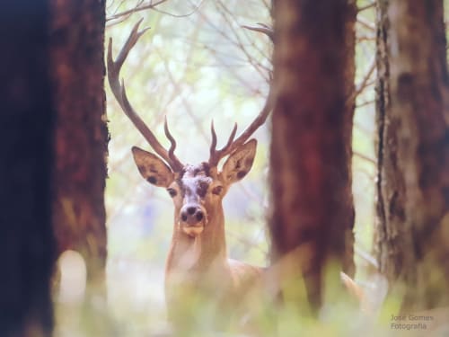 Majestoso veado com chifres entre árvores da floresta no hotel Em Xisto em Góis, Portugal