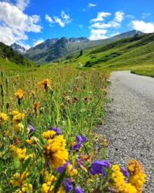 Alpine meadow with yellow and purple wildflowers along a path toward snow-capped mountains in Livigno