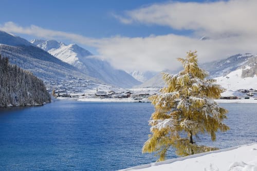 Snow-covered larch tree overlooking frozen Alpine lake with mountains and Livigno village in winter landscape