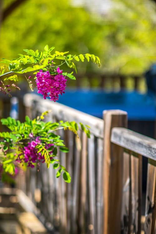 Magenta flowers blooming on green vines near wooden fence at Domaine De Campagnac garden in Carsac-Aillac