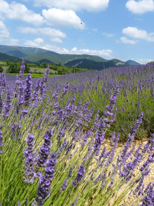 Lavender field Villa Bellevue