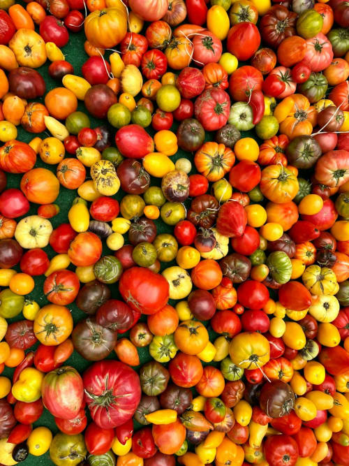 Tomates anciennes colorées au marché fermier de Mes à Moi à Pézenas, sud de la France