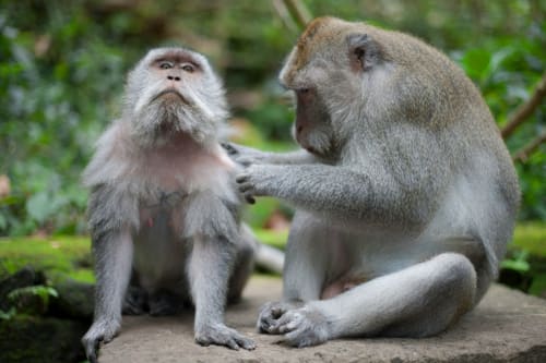 Zoo de Mervent en Venvée