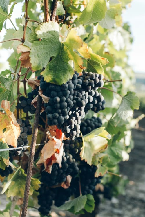Raisins noirs mûrs sur la vigne avec feuilles vertes à Conciergerie Pour Tous By Patty, Darazac France