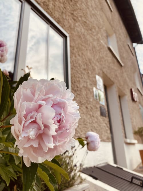 Pink peony flower blooming near a window at Gites bo bed and breakfast in Saint-Romain, France