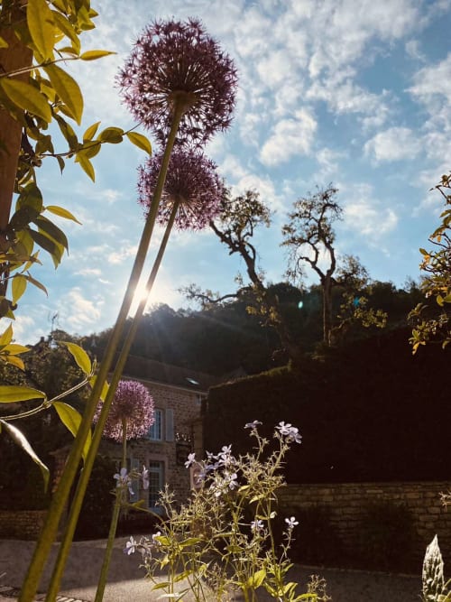 Purple allium flowers in garden at Gites bo B&B, Saint-Romain France with stone cottage backdrop