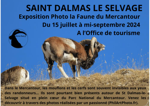 Bouquetins sauvages dans les montagnes du Mercantour, exposition de photographie animalière de Saint-Dalmas-le-Selvage