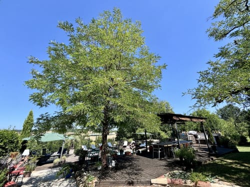 Large tree shading outdoor terrace at Maison Mûrier B&B in Fayssac, France, with dining area and seating