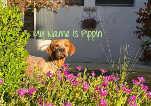 Pippin the dog in a sunny garden with purple flowers at Maison Mûrier, a charming B&B in Fayssac, France