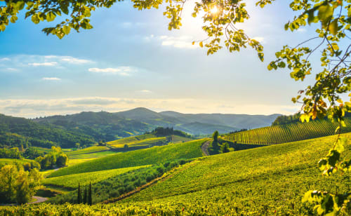 Vigneti ondulati e colline verdi di Monteriggioni, Siena con cipressi e montagne in lontananza