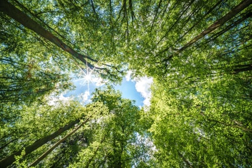 Vue sur la canopée de la forêt de Mervent
Photo Vendée Expansion