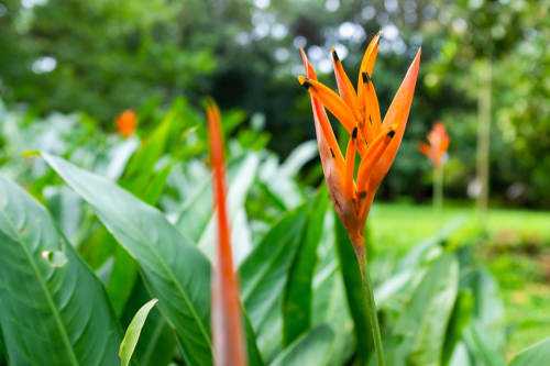 Botanical garden Safari park