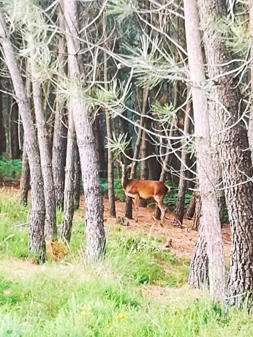 Veado-vermelho em pé numa área florestada do hotel Em Xisto na serra da Góis, Portugal