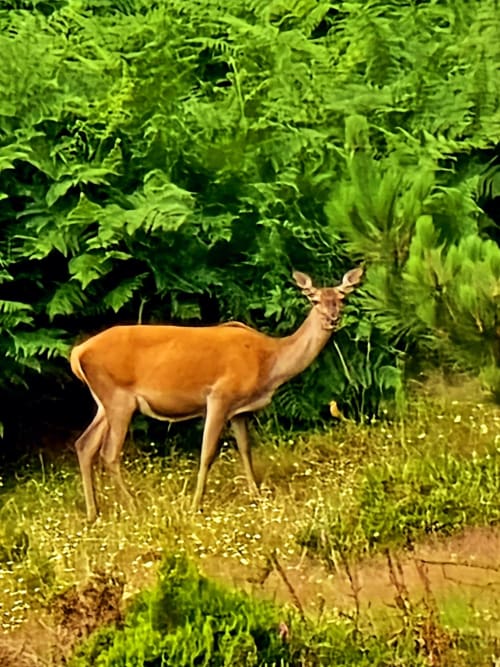 Veado pastando entre samambaias exuberantes perto do hotel Em Xisto na serra de Góis, Portugal