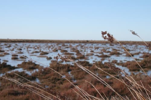 Marshy wetland landscape near Isigny-sur-Mer with dried reeds in foreground and shallow water pools beyond