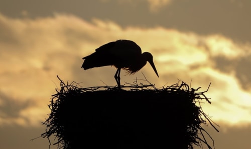 Stork silhouette on nest at sunset, symbolizing welcome at Au Gite d'Isigny B&B in Normandy