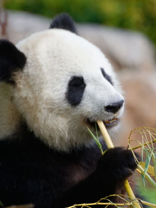 Panda du Zoo de Beauval