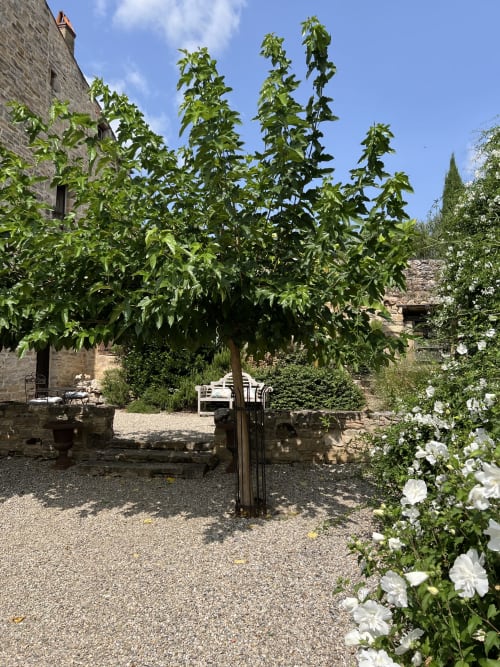 A flower filled courtyard