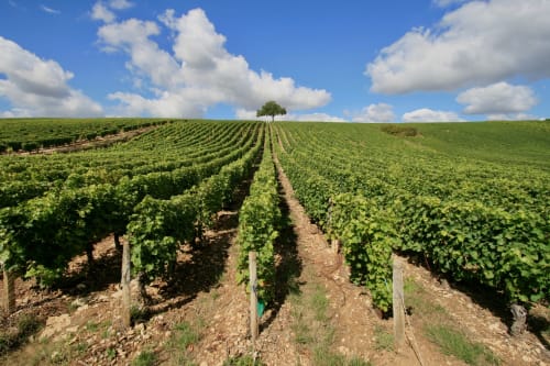 Some of the oldest vines in France