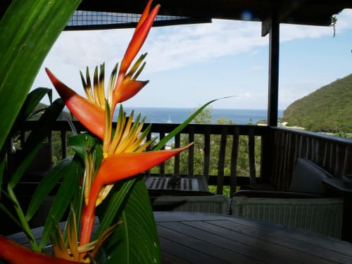 Fleur d'oiseau de paradis tropical sur la terrasse de la villa Les Hauts De Deshaies avec vue sur la baie de Deshaies et la mer des Caraïbes