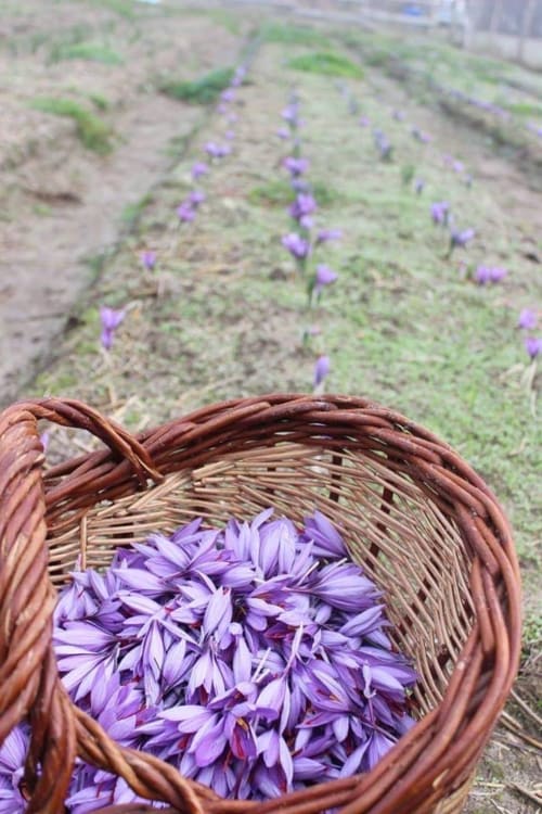 Geweven mand met paarse safraanbloemen op boerderij Baccara Lodge in Arengosse, Frankrijk