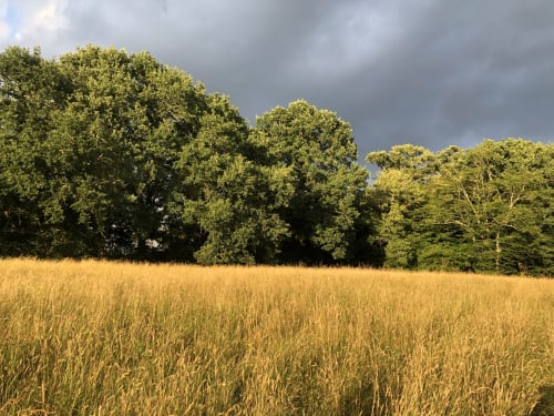 Gouden graanveld met boomrij onder een dramatische hemel bij Baccara Lodge, Arengosse
