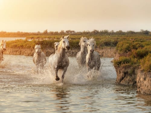 Chevaux blancs seront vos voisins durant votre séjour au MAS PETIT CORBIERE Gite de 6 personnes