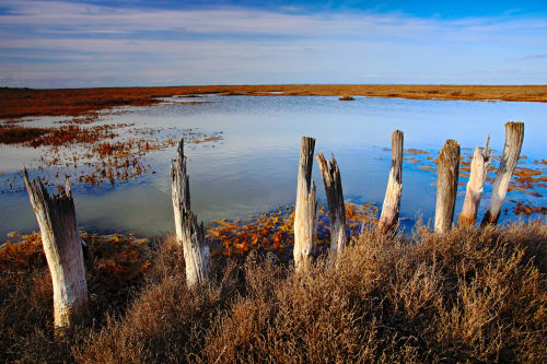 La camargue payage faune et flore lors des balade autour du MAS PETIT CORBIERE à Aigues mortes