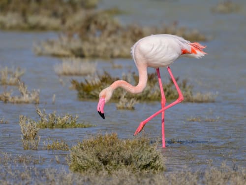 Un flamant rose près d'Aigues-Mortes, au MAS PETIT CORBIERE Gite de 6 personnes