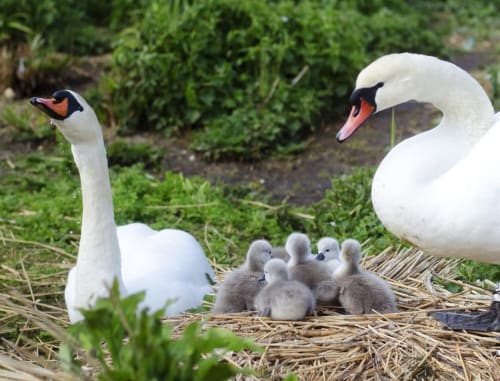 Two white swans with grey cygnets on straw nest at Three Little Pigs, Blandford Forum