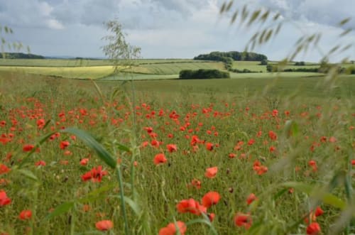 Red poppies blooming in rural field near Blandford Forum with countryside landscape