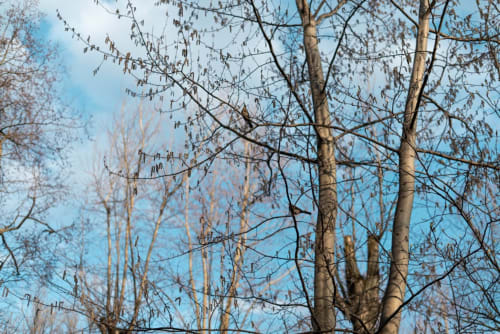 Birch trees with catkins against clear blue sky at Waterbeach, Cambridge