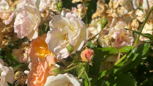Garden roses blooming at Baccara Lodge in Arengosse, France - peach, cream and pink petaled flowers with green buds
