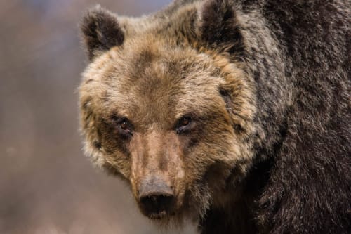 Ritratto ravvicinato di orso bruno a Sulmona, regione Abruzzo, incontro faunistico presso l'hotel Stella CasaBono