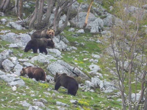 Orsi bruni nella foresta di montagna rocciosa vicino a Sulmona, habitat faunistico dell'Abruzzo in Italia