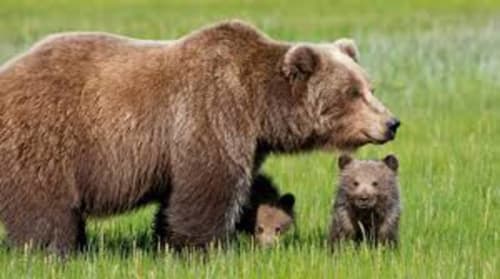 Orsa bruna con due cuccioli che pascolano in un prato verde vicino a Sulmona, Italia