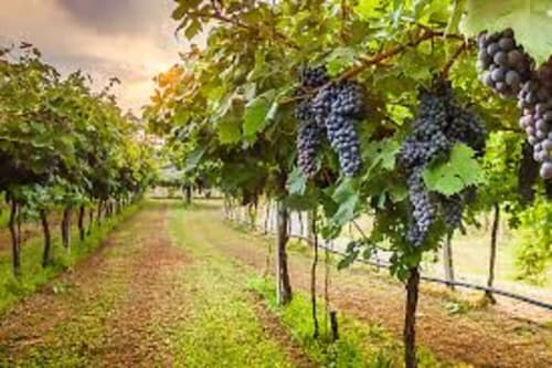 Filas de viñedo con uvas moradas maduras en el hotel Gestyp-AT de Mérida, España