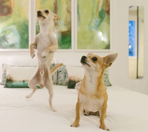 Two Chihuahuas standing in a modern Paris B&B room with windows and potted plants