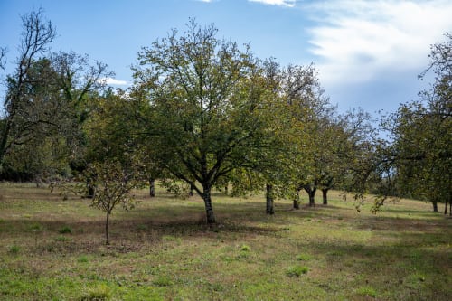 Verger du gîte Château De Brie à Champagnac la Rivière avec arbres fruitiers matures et paysage pastoral