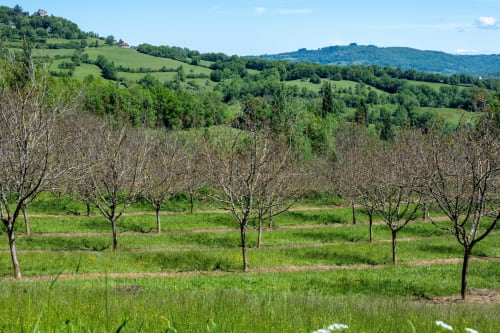 Verger du Château de Brie près de Champagnac-la-Rivière, collines verdoyantes ondulantes et arbres en zone rurale française
