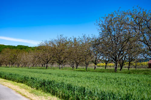 Verger et prairies verdoyantes du Château De Brie, un gîte de charme en Champagnac la Rivière