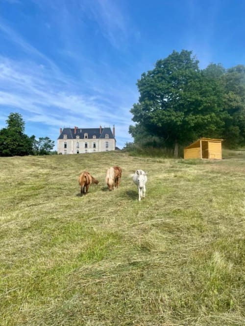 Vue extérieure sur le Château de Vaux Morvan avec les poneys dans le parc naturel, calme