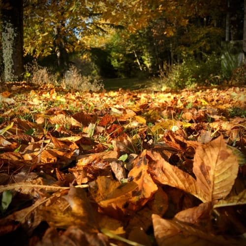 Autumn leaves carpet the grounds at Domaine de l'Ocrerie, a charming B&B in Pourrain, France