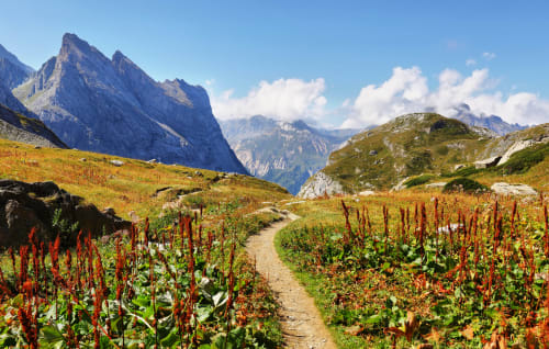 Alpine meadow path with red flowers near Brides-les-Bains, Swiss mountains in background