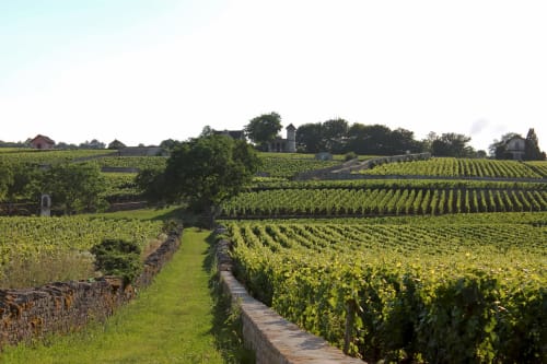 Rangées de vignes en Bourgogne près de la Maison Rinette B&B, Dijon, avec murs en pierre historiques et maisons de ferme rurales