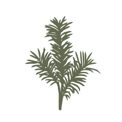 Ilustración botánica de una hoja de planta verde y plumosa en Casa Rural San Andrés de Teixido, Galicia