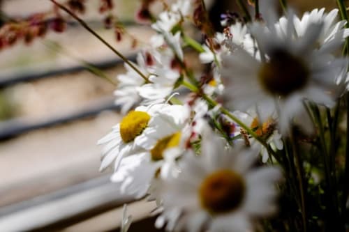 Marguerites blanches aux cœurs jaunes en fleur au gîte Château de Vaux Morvan à Étang sur Arroux, France
